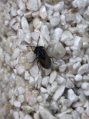 Geocoris megacephalus