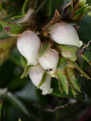 Arctostaphylos imbricata