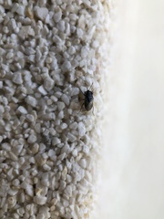 Geocoris megacephalus