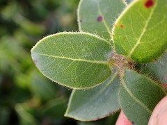 Arctostaphylos imbricata