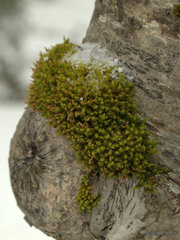 Ulota crispa