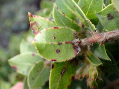 Arctostaphylos imbricata