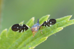 Aciura coryli