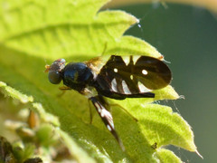Aciura coryli