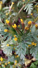 Tagetes foetidissima