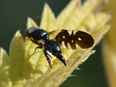 Aciura coryli