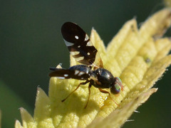 Aciura coryli
