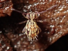 Ptenothrix