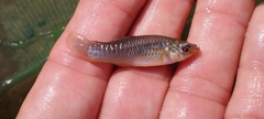 Poecilia sphenops