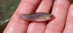 Poecilia sphenops