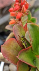 Hedriodiscus pulcher