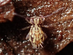 Ptenothrix