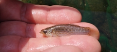 Poecilia sphenops