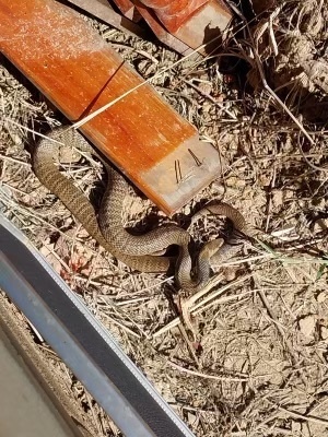 Eastern Brown Snake sighting