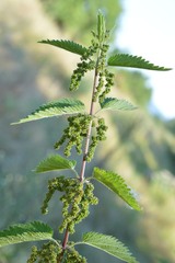 Aciura coryli