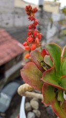 Hedriodiscus pulcher