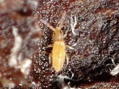 Entomobrya atrocincta