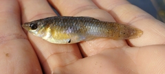 Poecilia sphenops