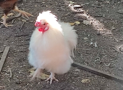 Gallus gallus domesticus