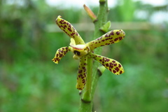 Prosthechea