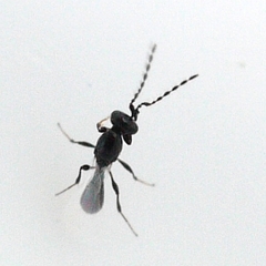 Platygastrinae