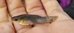 Poecilia sphenops