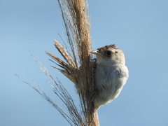 Cistothorus platensis