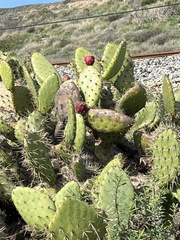 Opuntia oricola