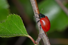 Chrysomela populi