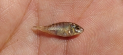 Oreochromis niloticus