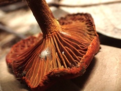 Cortinarius smithii