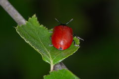 Chrysomela populi