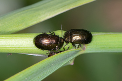 Phratora vitellinae