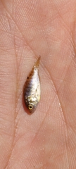 Oreochromis niloticus