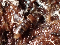 Phloeopora