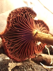 Cortinarius smithii