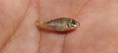 Oreochromis niloticus