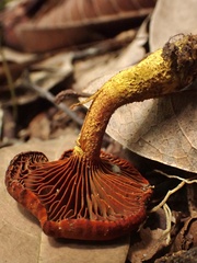 Cortinarius smithii