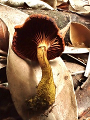 Cortinarius smithii