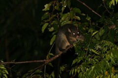 Trichosurus caninus
