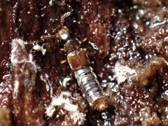 Phloeopora
