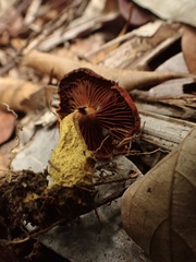 Cortinarius smithii
