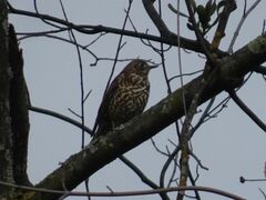 Turdus viscivorus