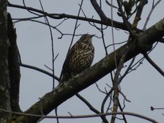 Turdus viscivorus