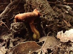 Cortinarius smithii
