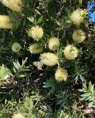 Graphium macleayanus