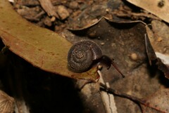 Ramogenia challengeri
