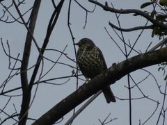 Turdus viscivorus