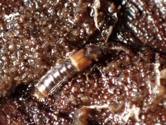 Phloeopora