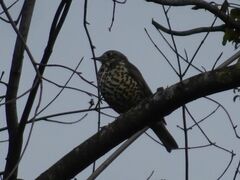 Turdus viscivorus